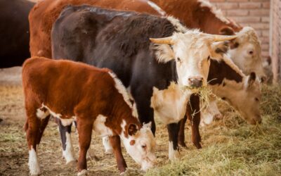 Argentina habilita exportación de ganado en pie tras más de 50 años de restricciones