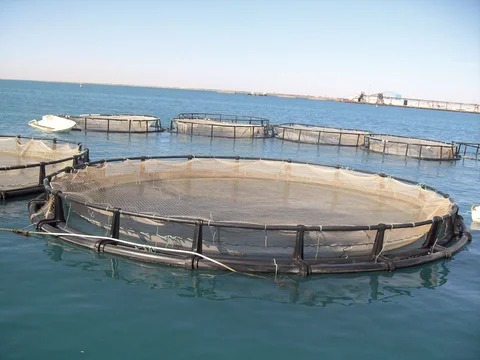 La Legislatura de Tierra del Fuego aprobó la ley de acuicultura sostenible